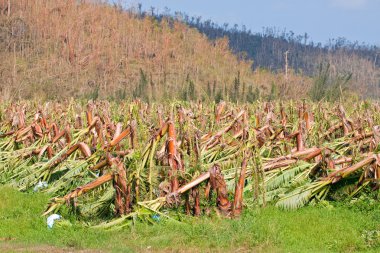 muz plantation tropikal Siklon Avustralya tarafından tahrip