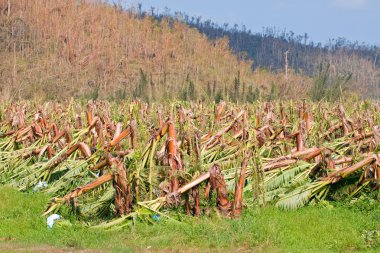 Banana plantation destroyed by tropical cyclone in Australia clipart