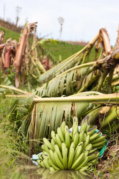 Banan träd skadats i cyklonen yasi, queensland, Australien — Stockfoto