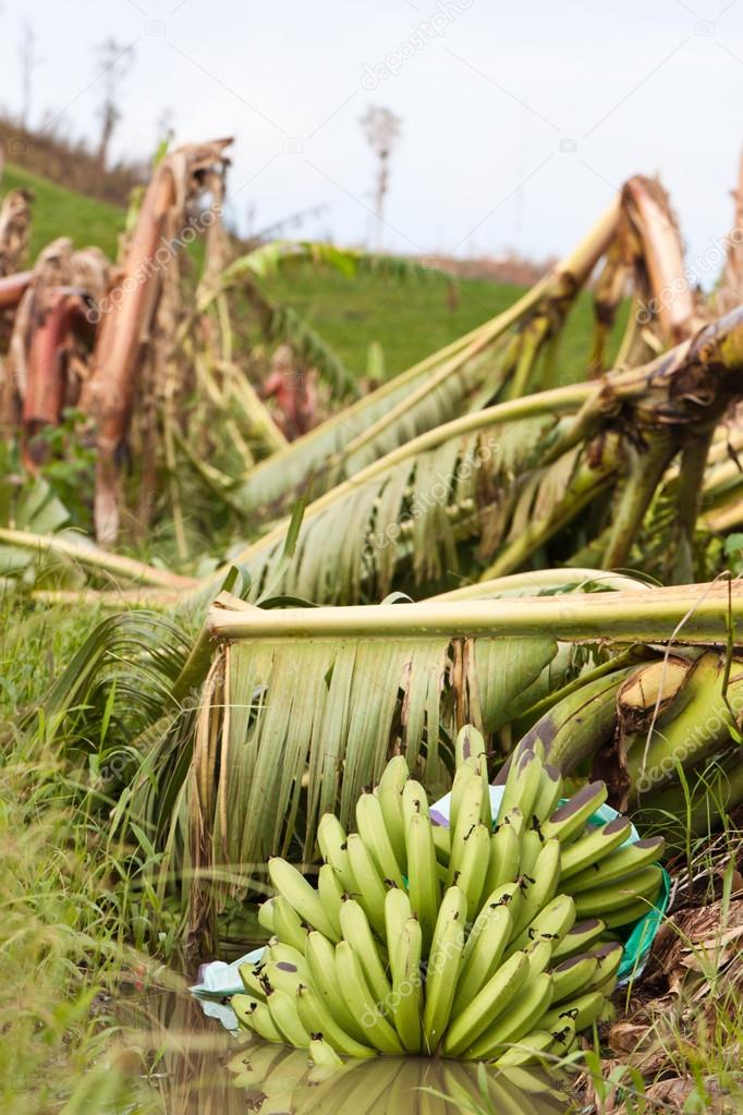 Banana tree damaged in cyclone Yasi, QUeensland, Australia — Stock
