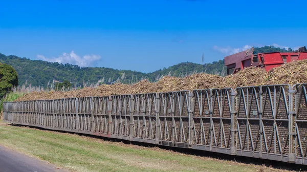 Tractor loading sugar cane onto train bin — Stock Photo, Image