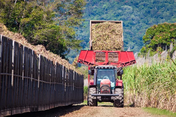 Traktor laddar sockerrör på tåg bin — Stockfoto