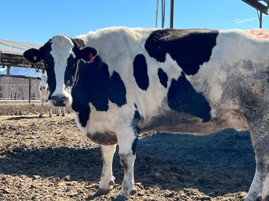  Chandler, Arizona 'da bir çiftlikteki süt inekleri