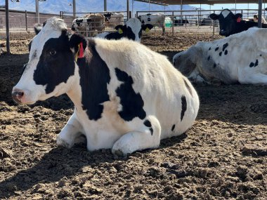  Chandler, Arizona 'da bir çiftlikteki süt inekleri