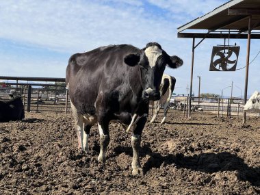  Chandler, Arizona 'da bir çiftlikteki süt inekleri