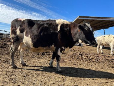  Chandler, Arizona 'da bir çiftlikteki süt inekleri