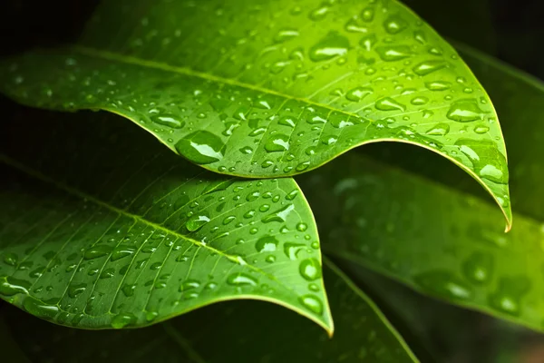 Hoja verde — Foto de Stock