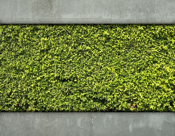 Parede de cimento e folha verde — Fotografia de Stock