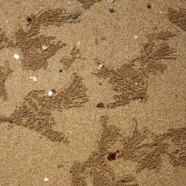 Achtergrond van krab zand ballen maken — Stockfoto