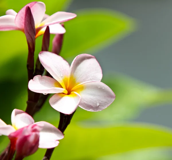 Flores de Frangipani — Fotografia de Stock