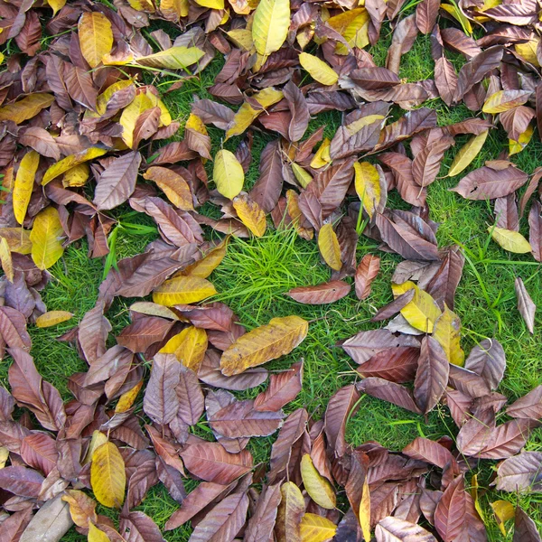 Листья на зеленой траве — стоковое фото