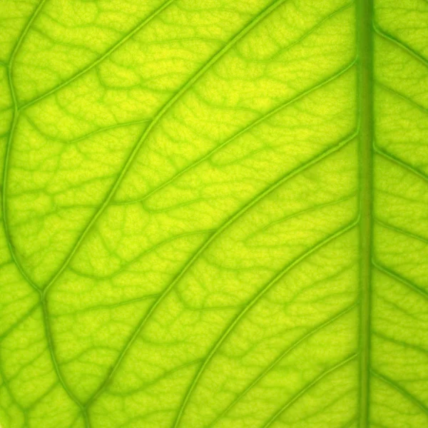 Textura de hoja verde — Foto de Stock