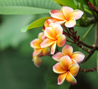 Frangipani çiçekler