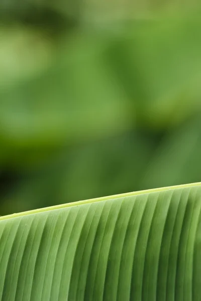 Folha de banana — Fotografia de Stock