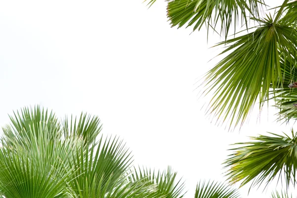 Palm leafs — Stock Photo, Image