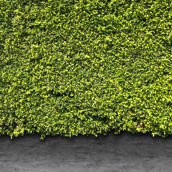 Folhas verdes parede e piso de cimento — Fotografia de Stock