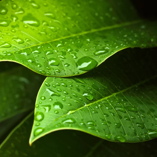 Grünes Blatt — Stockfoto