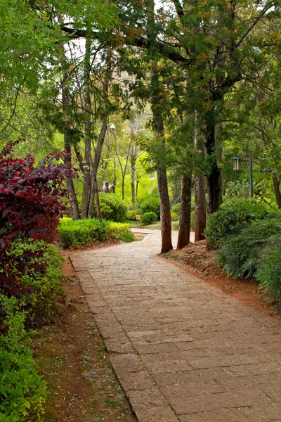 Path through a tree — Stock Photo, Image