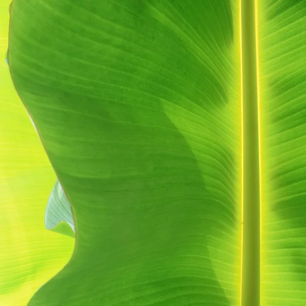 Banana leaf — Stockfoto