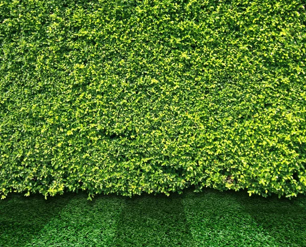 Muur van groene bladeren en gras — Stockfoto