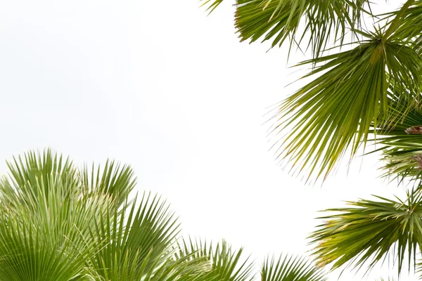 Palm leafs — Stock Photo, Image