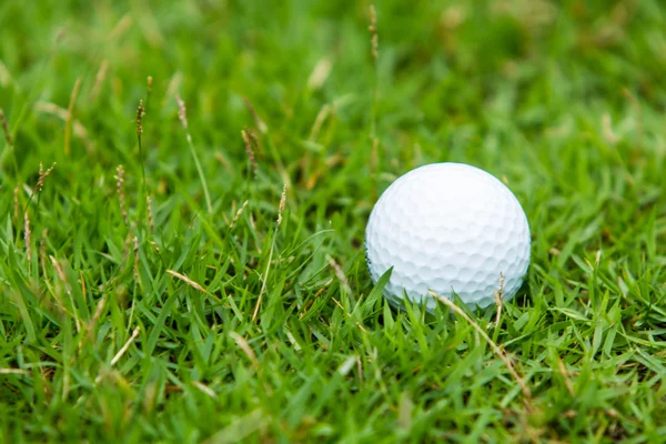 Pelota de golf en la hierba verde — Foto de Stock