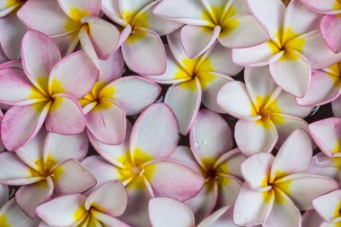 Frangipani çiçekler