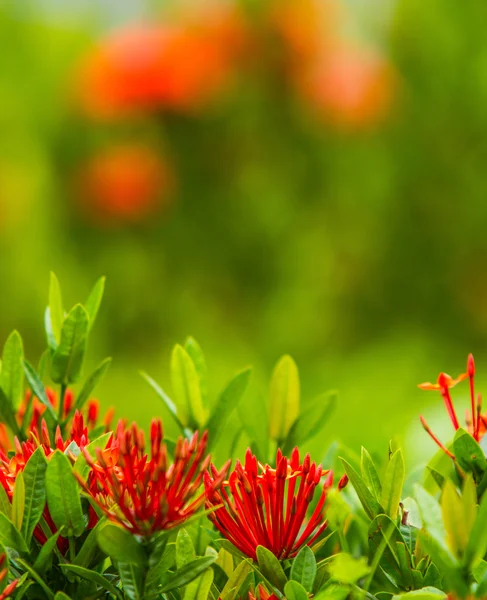 Flor vermelha ixora — Fotografia de Stock