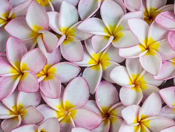 Flores de Frangipani — Fotografia de Stock