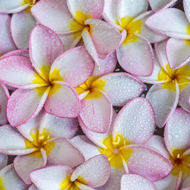 Frangipani çiçekler