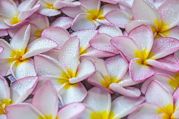 Frangipani-Blumen — Stockfoto