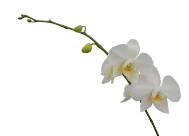 Beyaz Orkide çiçek
