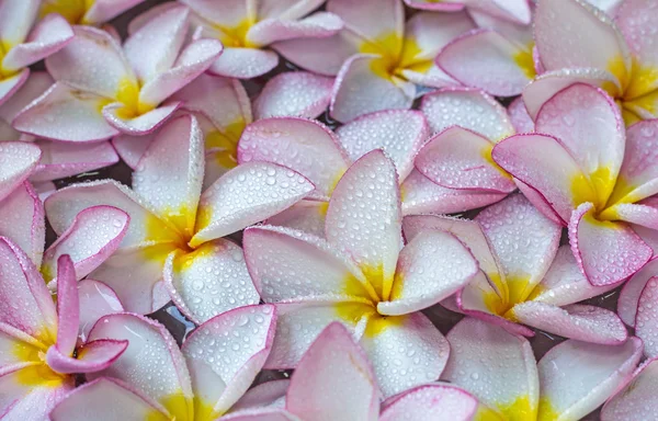 Flores de Frangipani — Fotografia de Stock