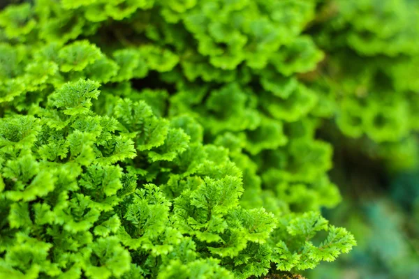 Grönt blad bakgrund — Stockfoto