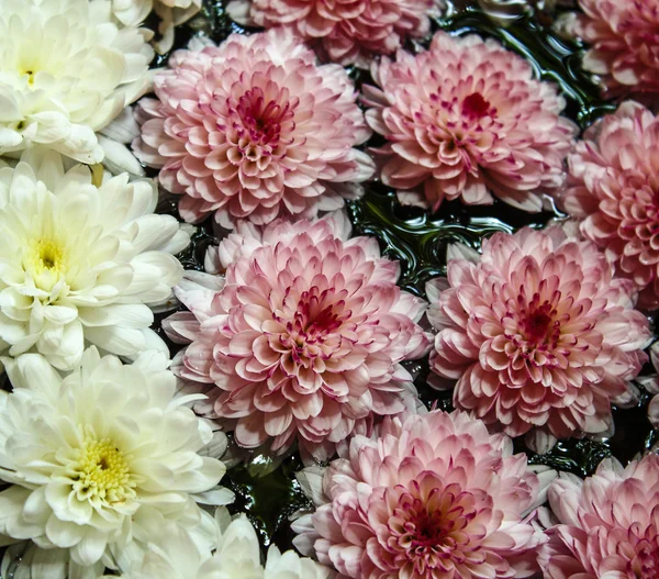 Chrysanthemum flower — Stock Photo, Image