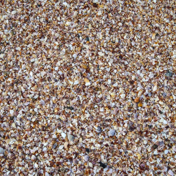 Muscheln auf Sand — Stockfoto