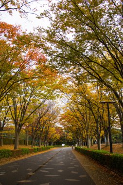 Tünel ağaçlarından