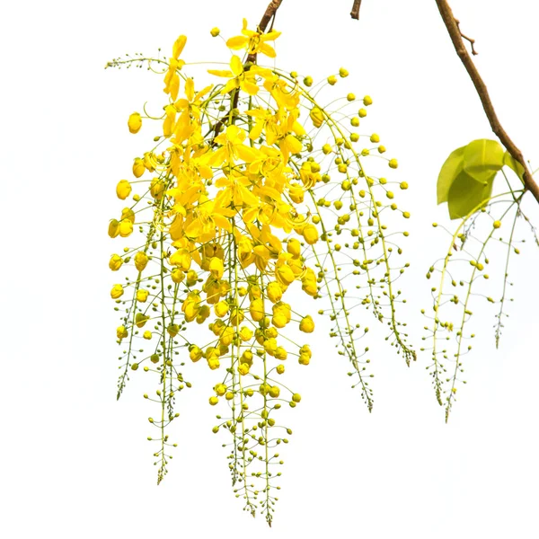 Flor de ducha dorada — Foto de Stock