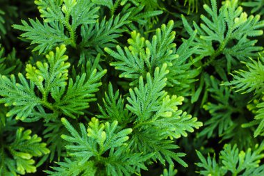 yaprak yeşil arka plan