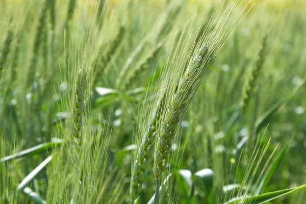 Campo de trigo verde — Foto de Stock