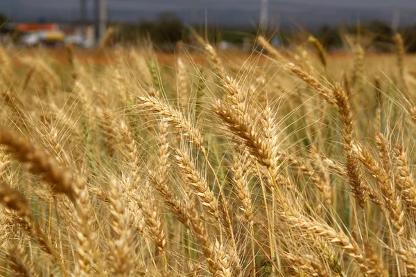 Campo de trigo — Foto de Stock