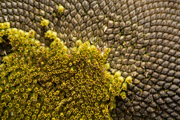 Closeup of a sunflower — Stock Photo, Image