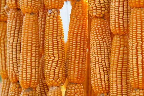Gedroogde zoete gele maïs — Stockfoto