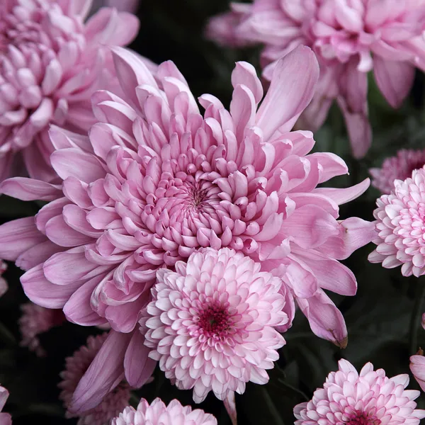 Fleur de chrysanthème — Photo