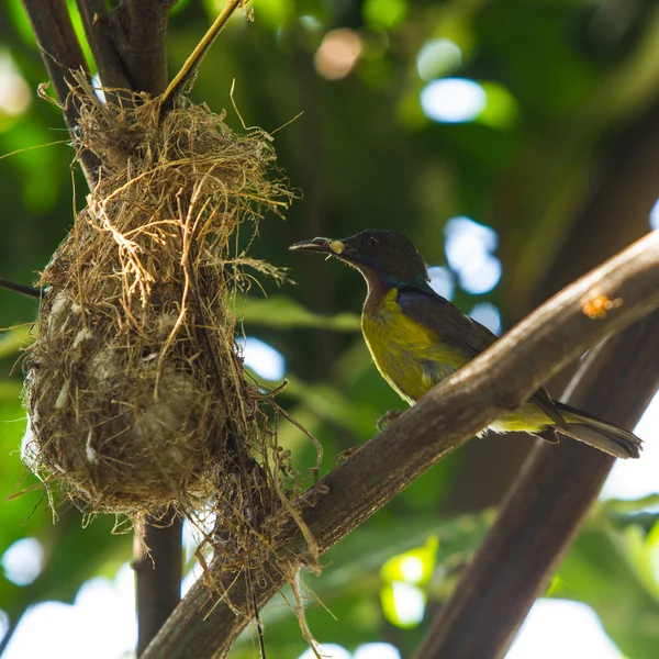 Pássaro (Azeitona-suportado Sunbird ) — Fotografia de Stock