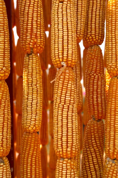 Dried sweet yellow corn — Stock Photo, Image