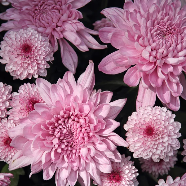 Fleur de chrysanthème — Photo