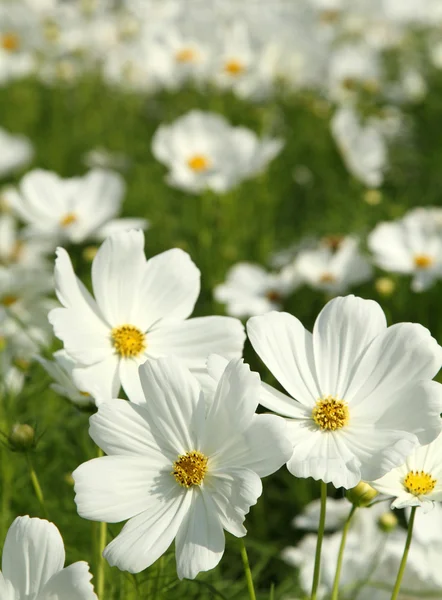 Flores cosmos brancas — Fotografia de Stock