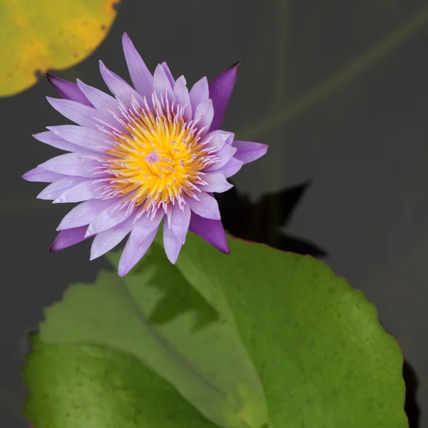 Close up lotus blossom — Stock Photo, Image