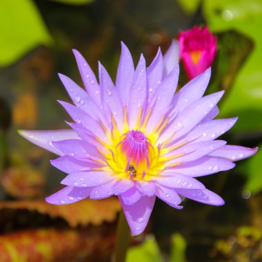 Lotus çiçeği